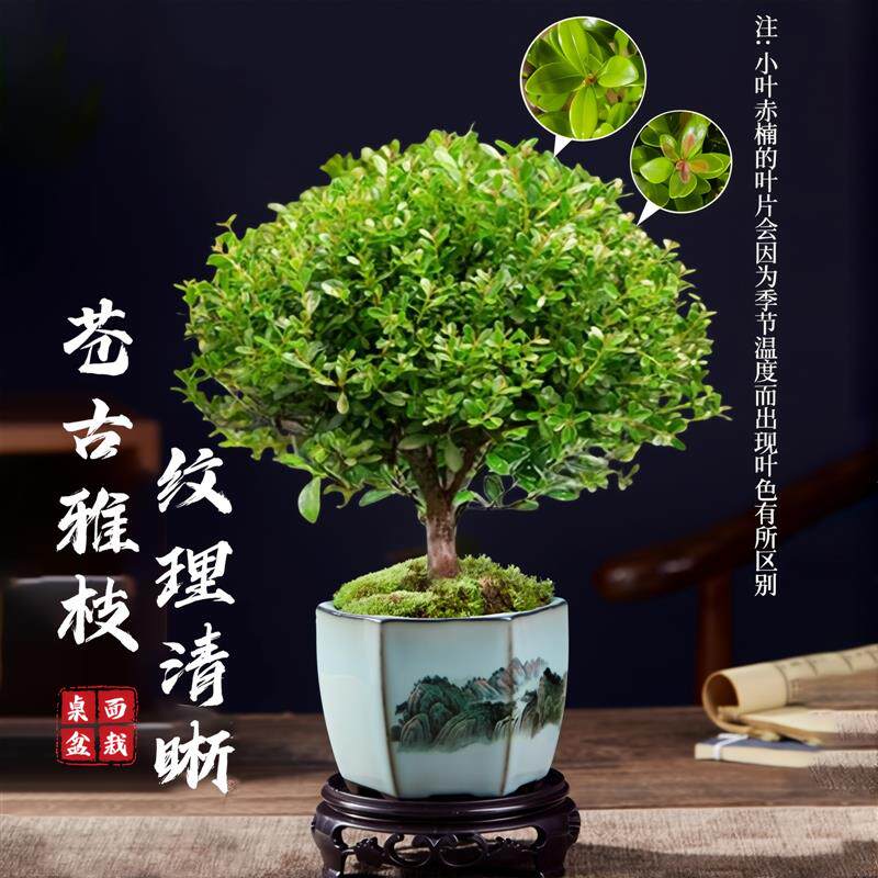 小叶赤楠老桩树苗紫檀微景观办公室四季好养金丝楠木盆栽桌面旺宅