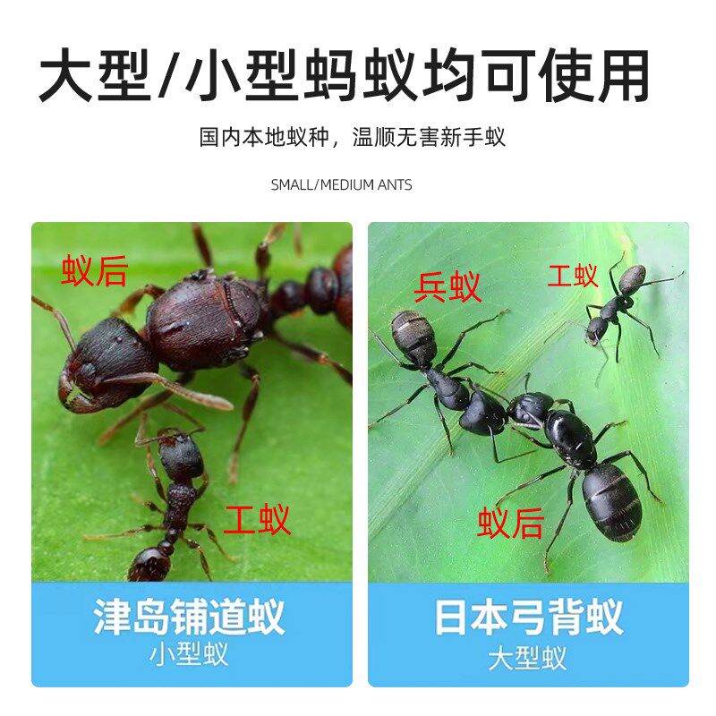 大象观察蚂蚁城堡窝盒子屋宠物工坊生态箱沙巢别墅家园繁殖版活体