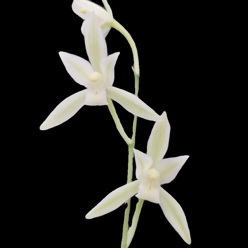 兰花苗建兰四季兰黄山雪小草型花开高出架夏秋带花苞浓香型室内花