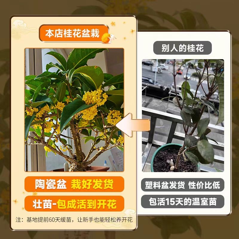 桂花树苗四季桂盆栽带花苞浓香型室内阳台庭院懒人好养开花卉植物
