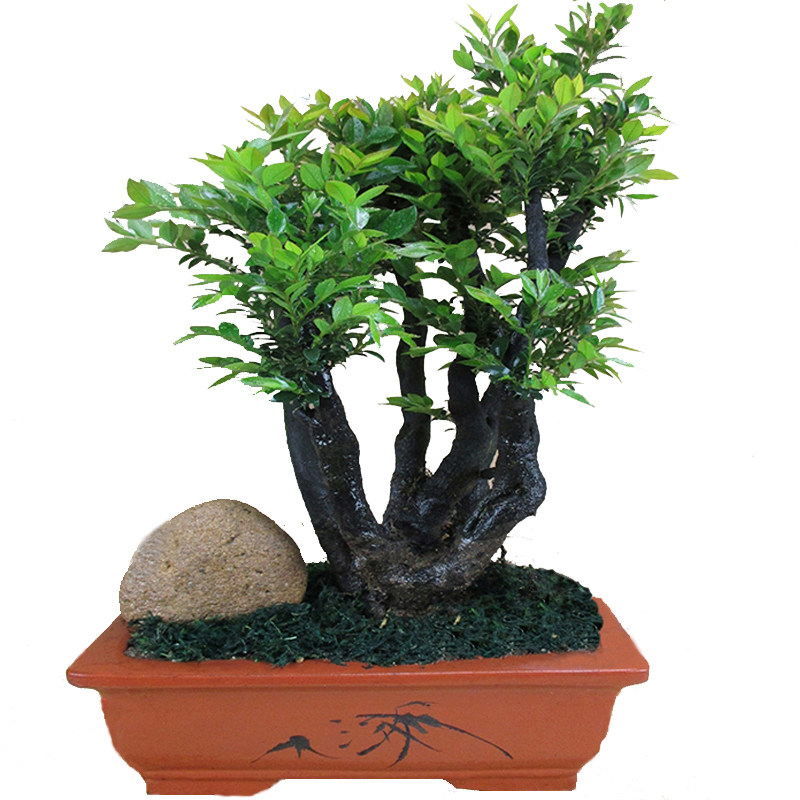 带陶瓷盆小叶紫檀盆景木树桩室内桌面花卉盆栽植物四季常青吸甲醛