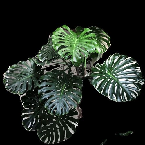 大型老桩龟背芋盆栽室内客厅前台绿植室内设计风绿色四季常青植物