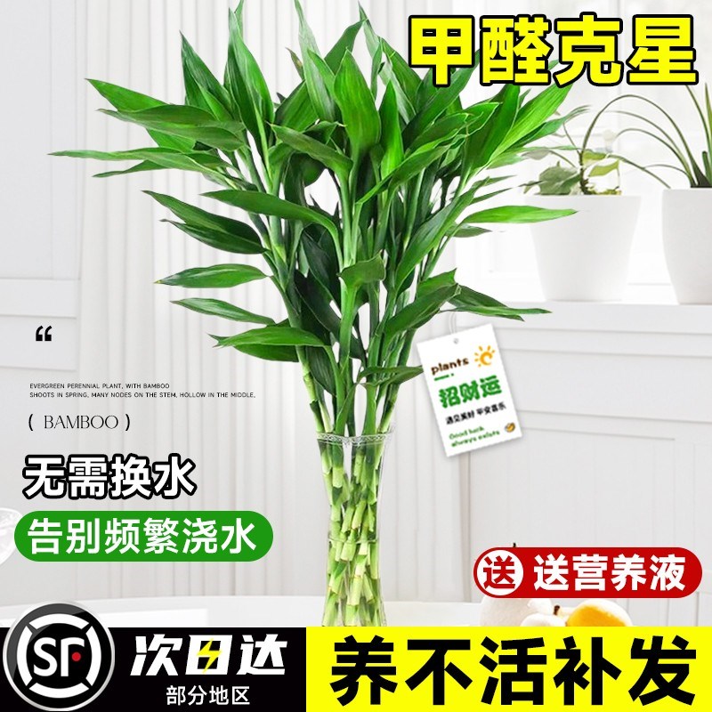 富贵竹水培植物客厅招财绿植花卉室内水竹粗杆带根转运竹水养盆栽