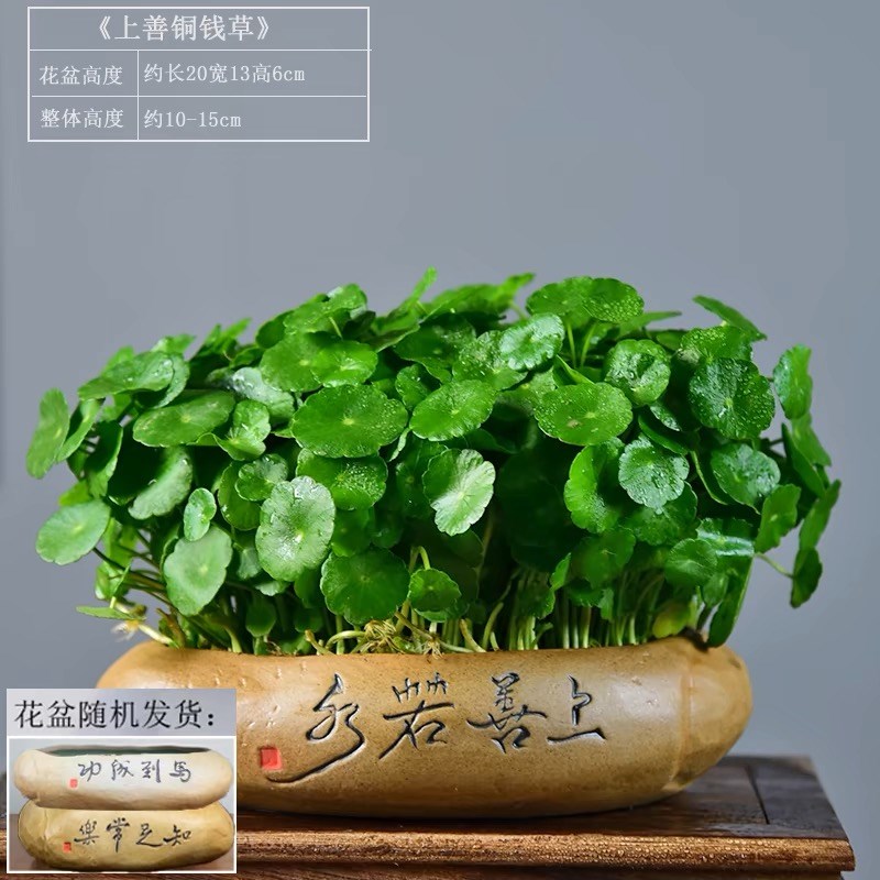 铜钱草水培植物金钱大叶子水养盆栽创意四季好养客厅室内绿植花卉
