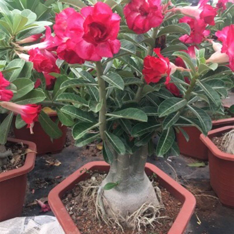大型沙漠玫瑰老桩造型带花苞含盆带土栽好办公室内室外植物包邮