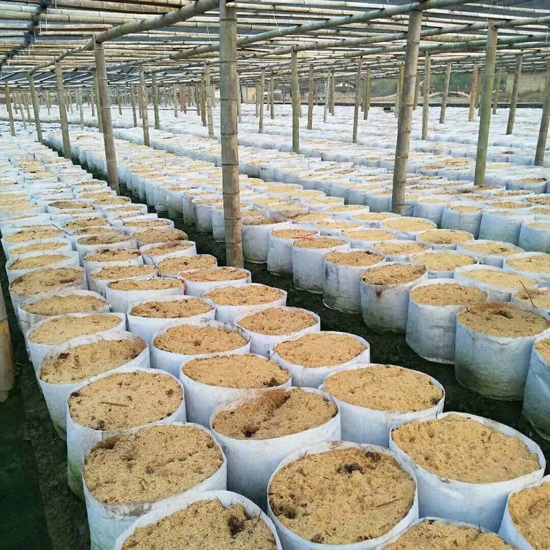 美植袋加厚 厂家直销小号植树袋无纺布种植袋高筒月季种菜营养袋图片