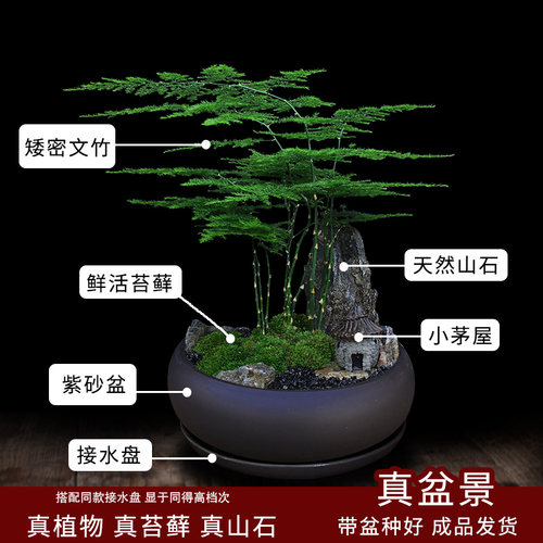 文竹盆栽室内客厅好养绿植微景观造景办公室桌面摆件山石苔藓盆景