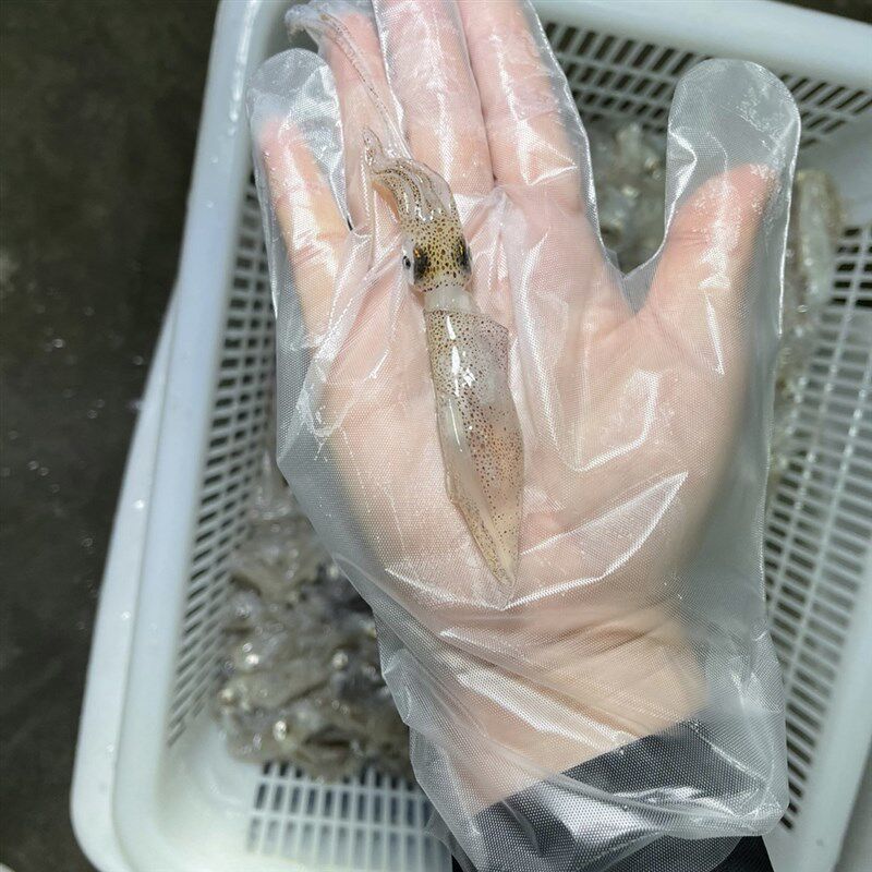 鱿鱼东山小管笔管鱿鱼鲜活冷冻灯光网捕小管一口管海兔 400g/盒