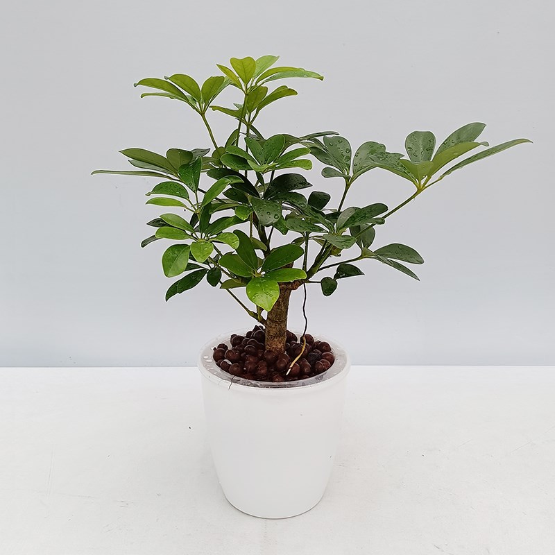 纯水培鸭脚木水培绿植室内好养水培植物盆栽绿植