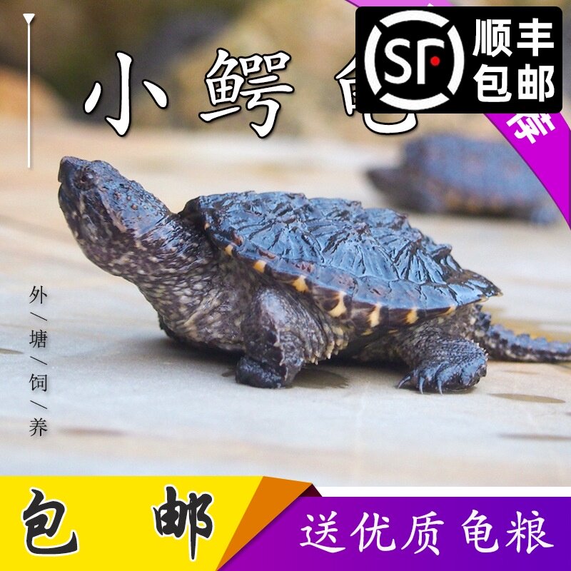 北美大鳄龟苗纯佛杂佛爆刺王小乌龟活物稀有活体小宠物家养观赏龟