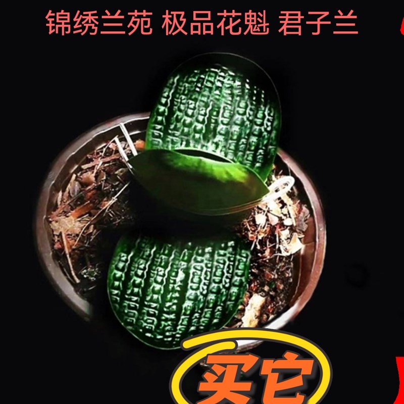 长春国宝级名贵君子兰虎头麻脸精品小苗圆头短叶和尚绿植盆栽花卉