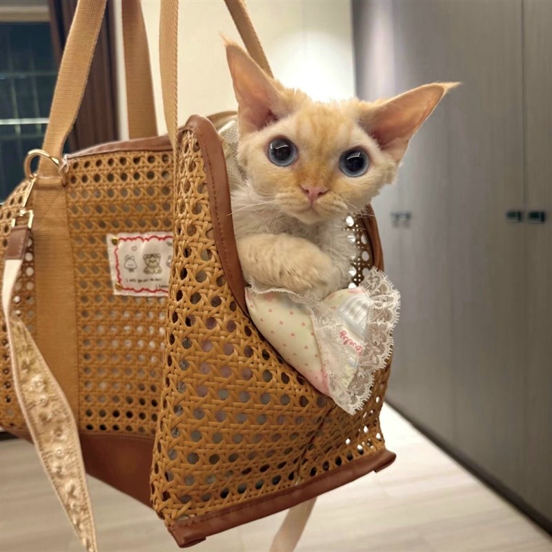 是野餐风格的猫包春夏都太适合啦很轻单肩背不会溜肩手提宠物包