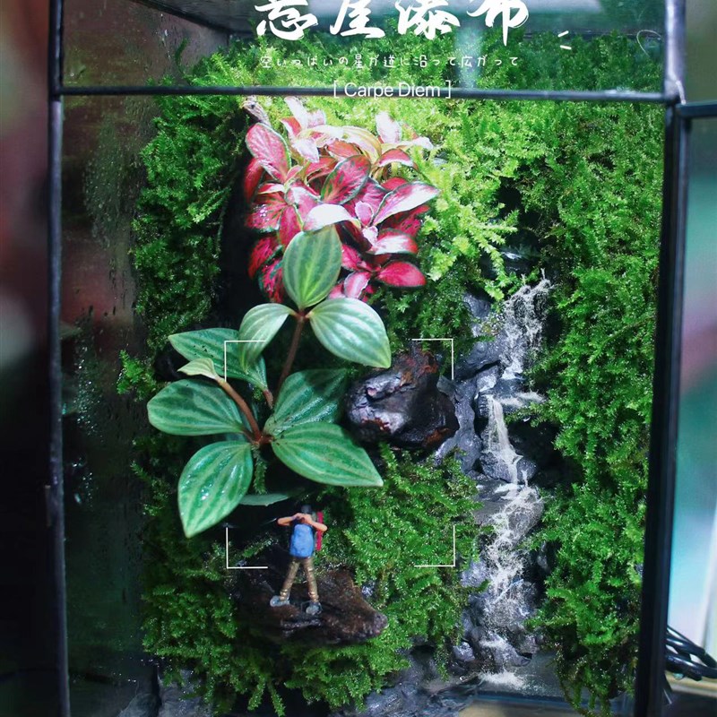 新颖微型苔藓雨林缸造景办公室桌面绿植创意生态缸爬宠缸微景观
