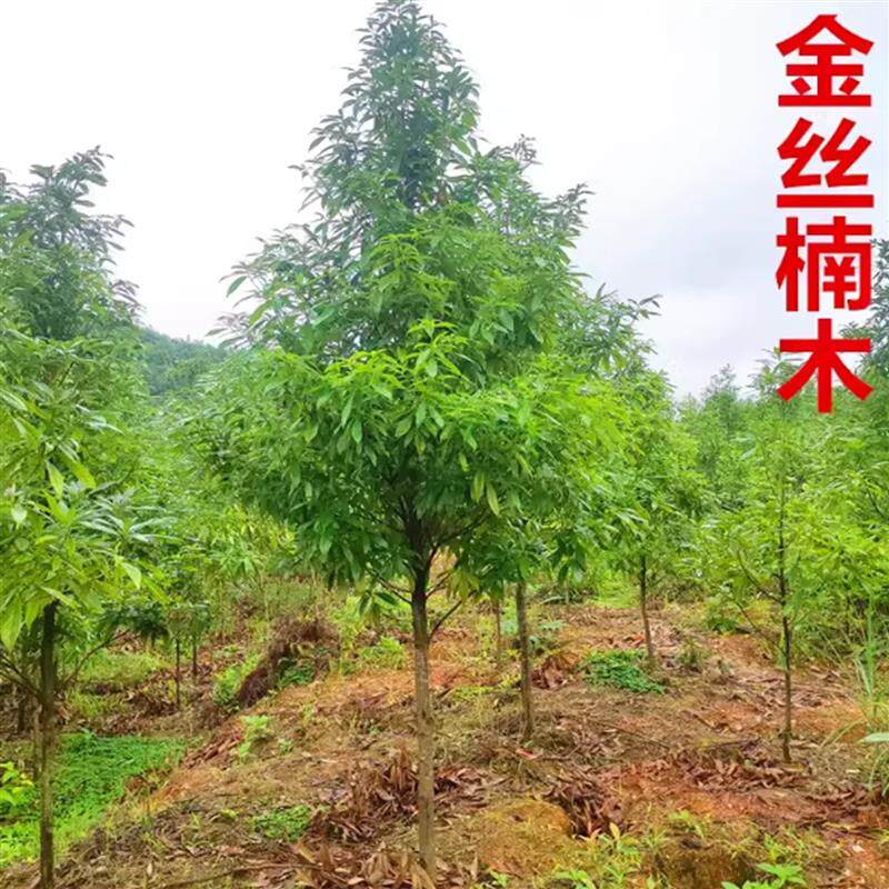 金丝楠木树苗正宗海南黄花梨小叶紫檀奇楠树苗沉香盆景大树苗名贵