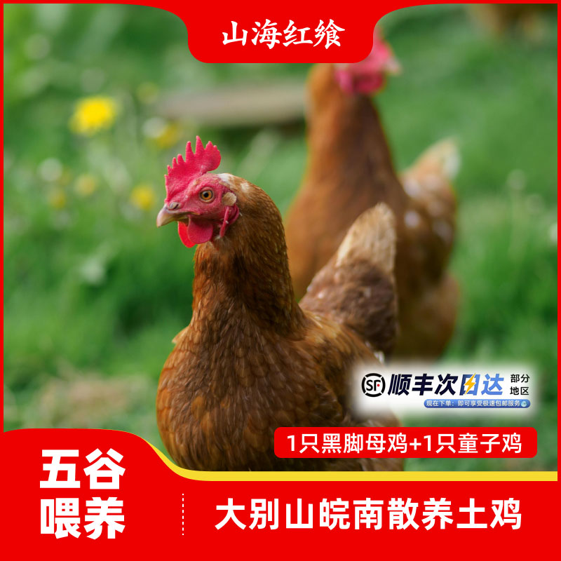 2只装-正宗高山农家散养喂养新鲜现杀童子鸡黑脚老母鸡草鸡小公鸡
