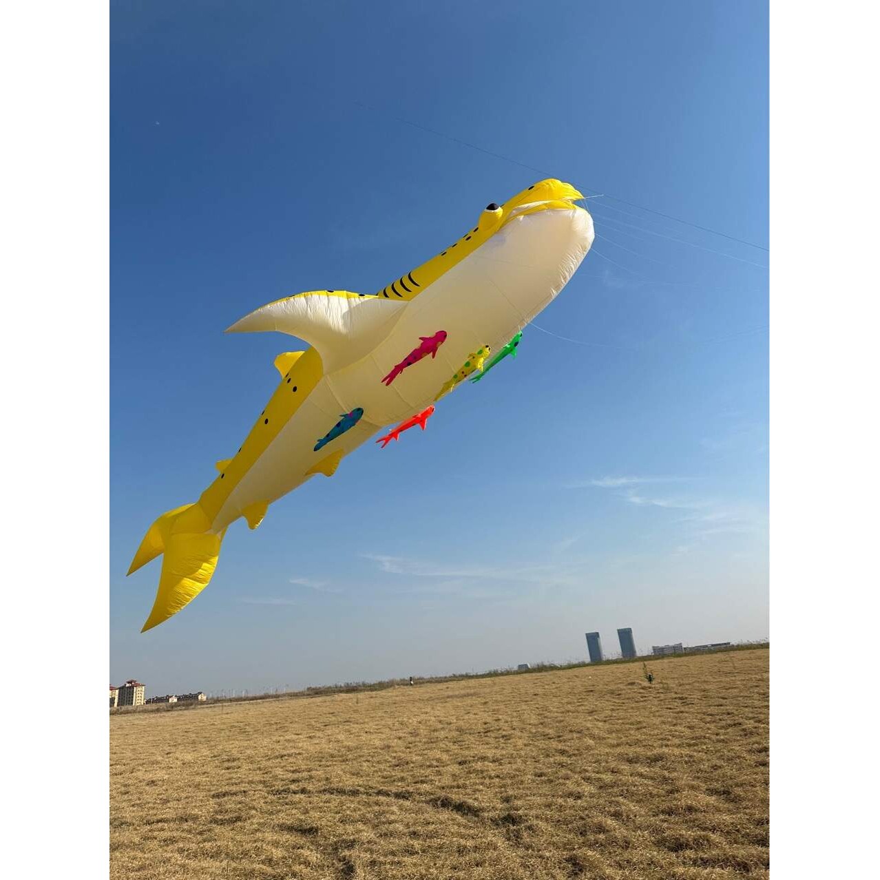12米鲸鲨风筝风筝挂件软体风筝kite pendant