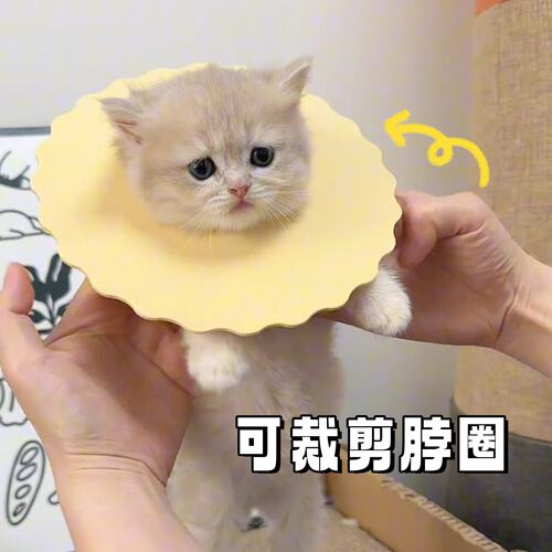 可裁剪伊丽莎白圈猫咪幼猫狗狗小型犬防水超轻防咬罩宠物项圈头套