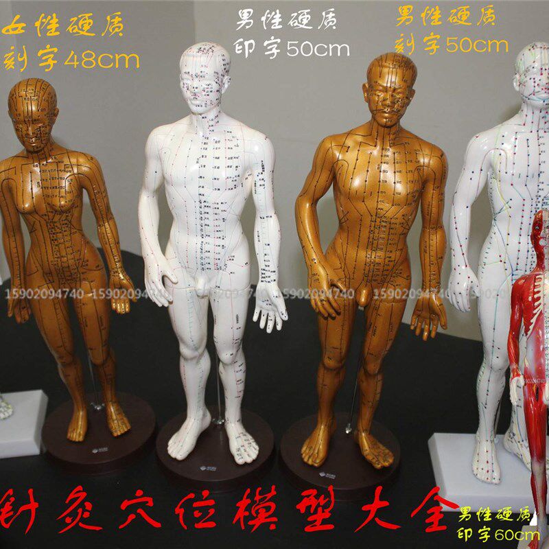 现货高清针灸人体模型小人拔罐穴位模型经络通硅胶模型软硬男镀纯