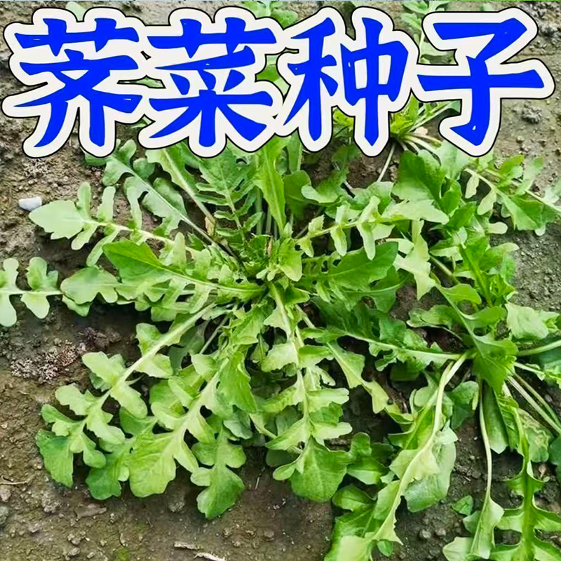 荠菜种子荠菜籽清香鲜嫩阳台四季播盆栽特色阳台庭院蔬菜种子