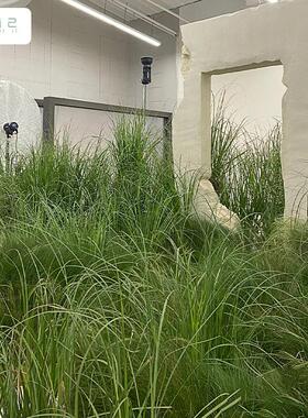 仿洋真单芦zj325325苇草假绿支植室内居装饰家落地狗尾葱草芦苇草