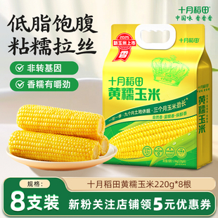 十月稻田25年新鲜糯玉米黄糯玉米220g 8根东北糯玉米低脂拉丝真空