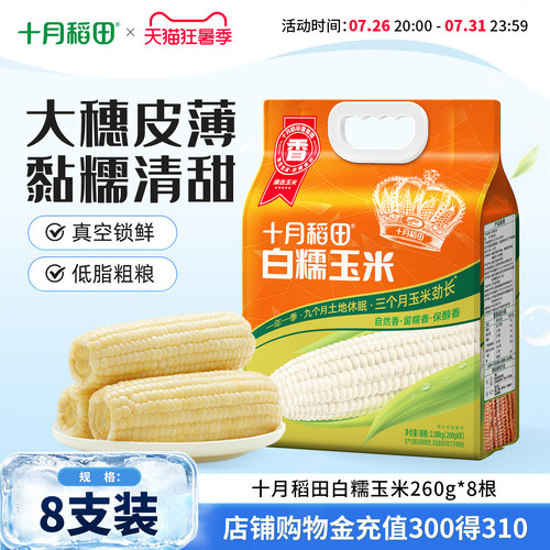十月稻田东北白糯玉米大棒8根