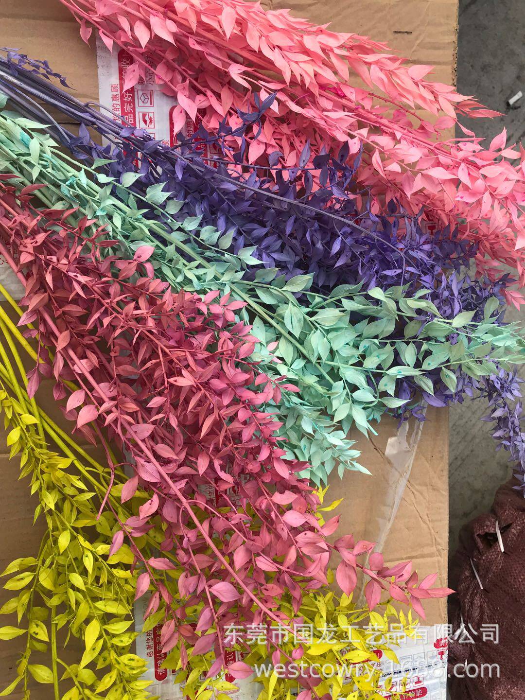欧洲保鲜绿色富贵叶 熊猫竹干花 自然干花拍照家居装饰 zakka杂货