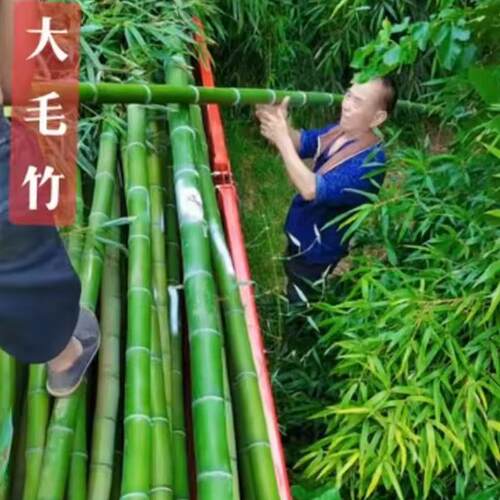 毛竹苗 楠竹苗 楠竹 北方南方现挖现发 庭院道路绿化常青竹子苗