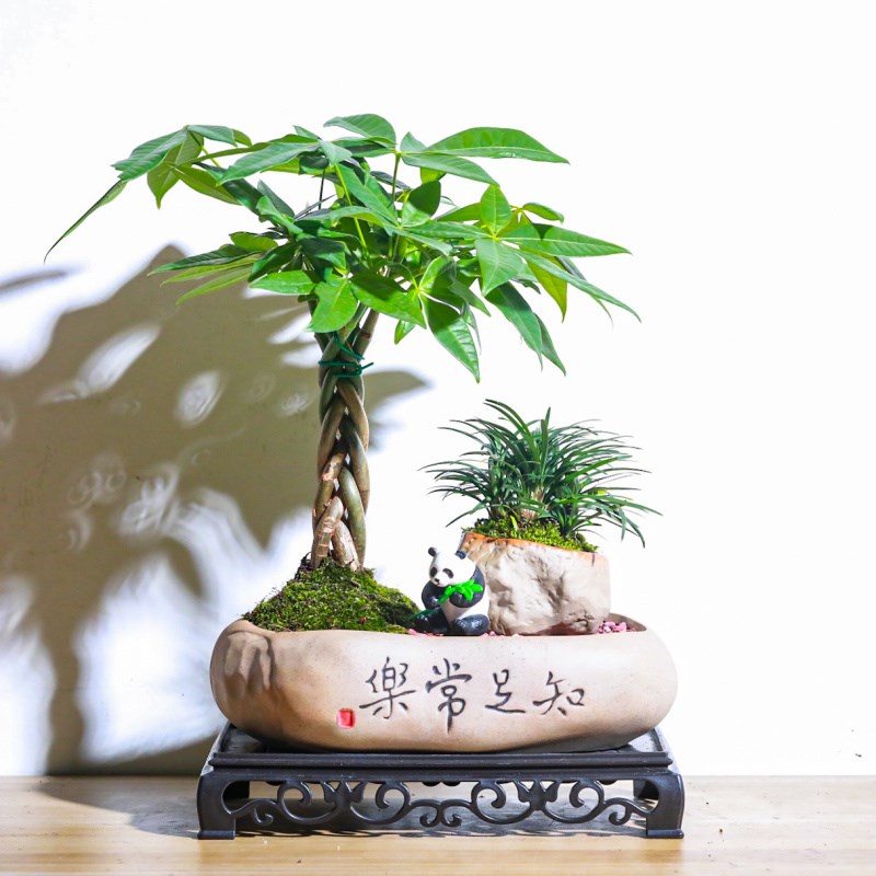 发财树文竹富贵竹盆栽室内茶桌摆件绿植物客厅办公室桌面好养盆景图片