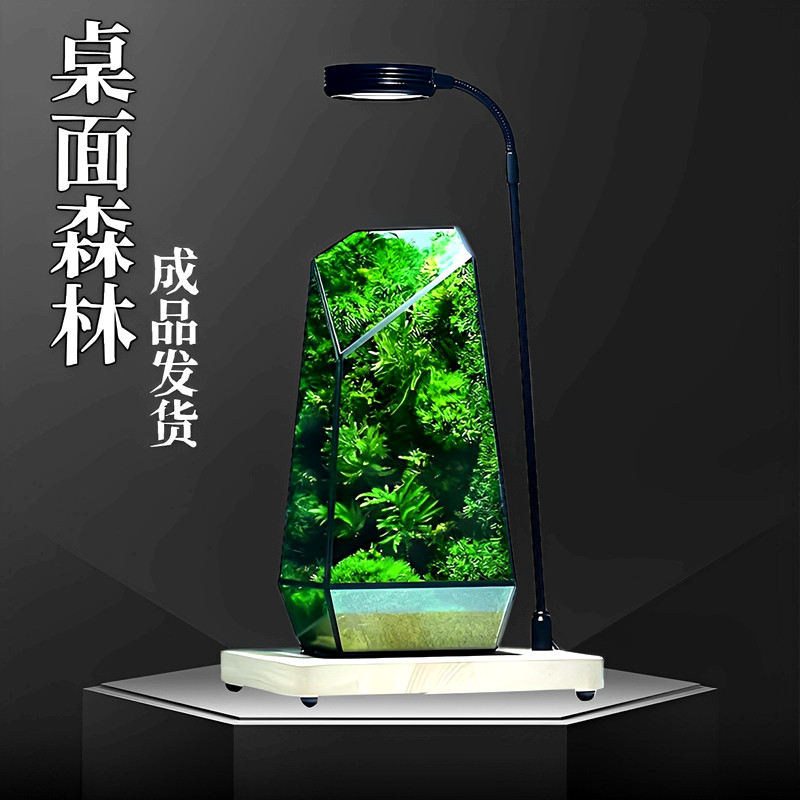 苔藓微景观生态雨林缸造景办公桌面植物盆景免打理生态瓶成品摆件