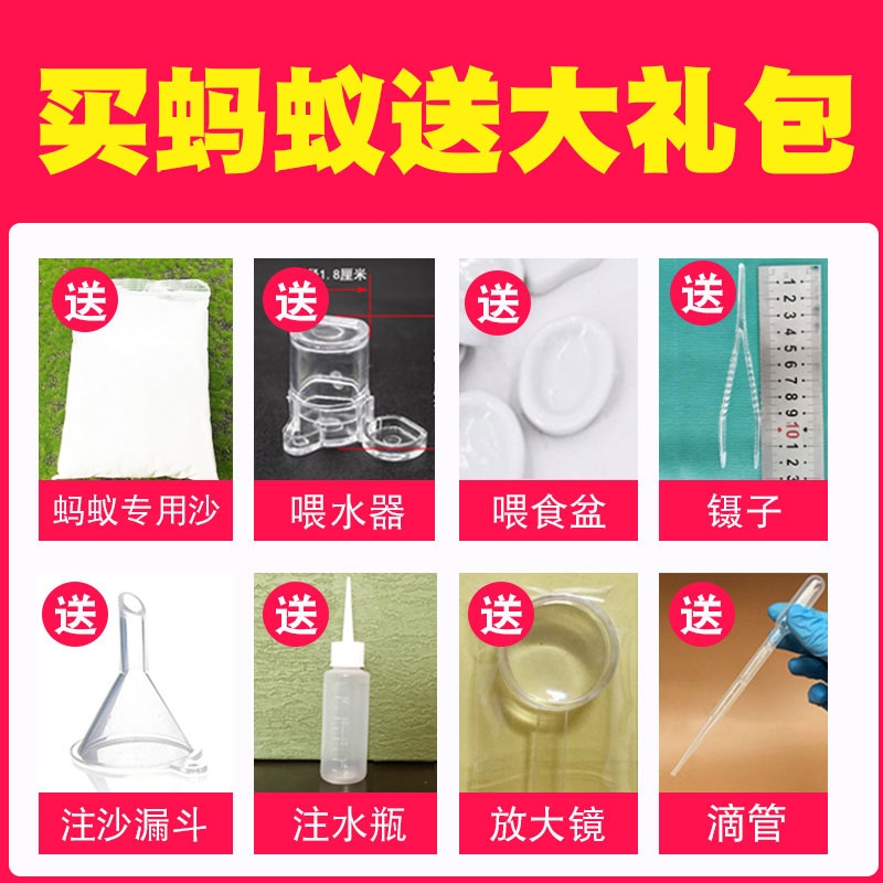 蚂蚁城堡超大巢穴送蚂蚁王国蚁后宠物蚂蚁沙堡蚁巢生态箱蚂蚁工坊