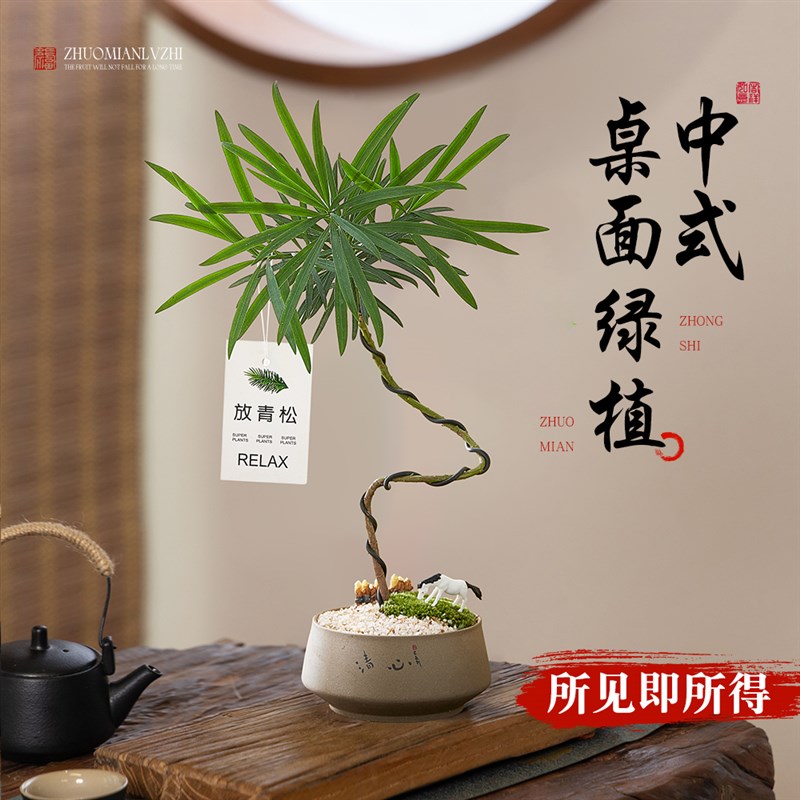 造型罗汉松盆景绿植室内盆栽植物客厅桌面摆件办公室好养易活四季
