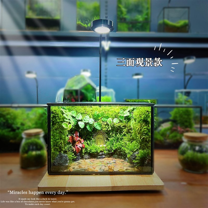 创意苔藓微景观养蟹蛙爬宠生态瓶闷养室内桌面绿植生态玻璃瓶子