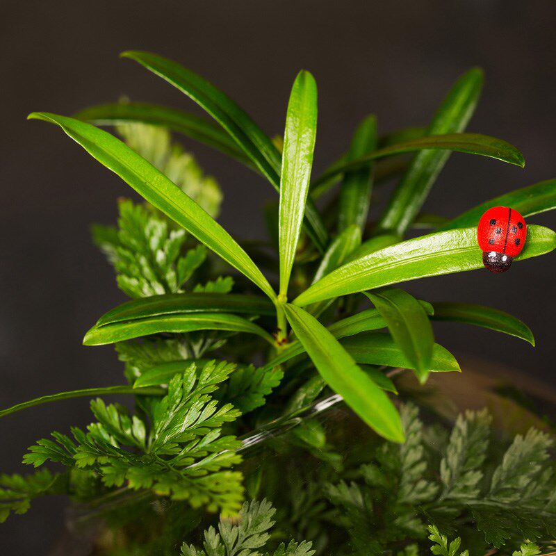 DIY活动苔藓微景观生态瓶蕨类绿植 迷你植物办公桌成品教师节礼物