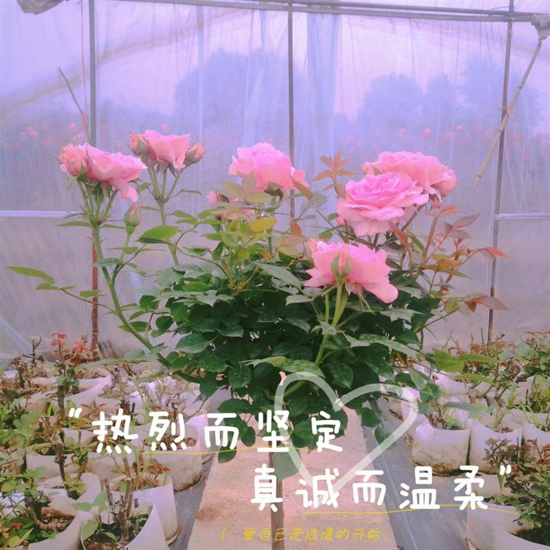 南阳棒棒糖月季玫瑰花卉月季花苗欧月阳台庭院四季开花不断带花苞