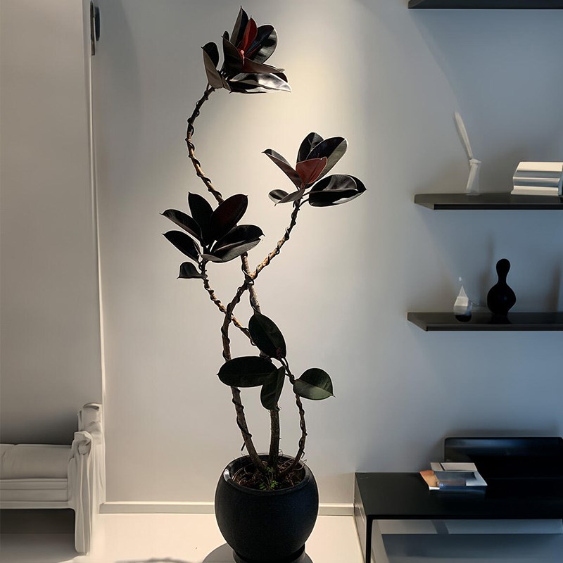 造型黑金刚橡皮树网红盆栽客厅大型植物室内办公室好养绿植观叶