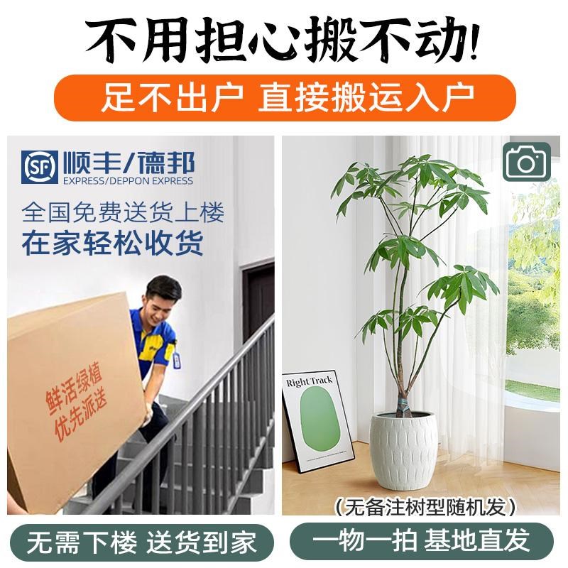 多层发财树客厅大盆栽室内办公室好养活招财旺宅植物四季常青盆景