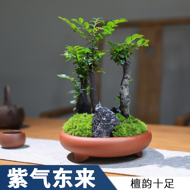 小叶紫檀盆景室内迷你小盆栽办公室绿植四季老桩创意植物客厅花卉