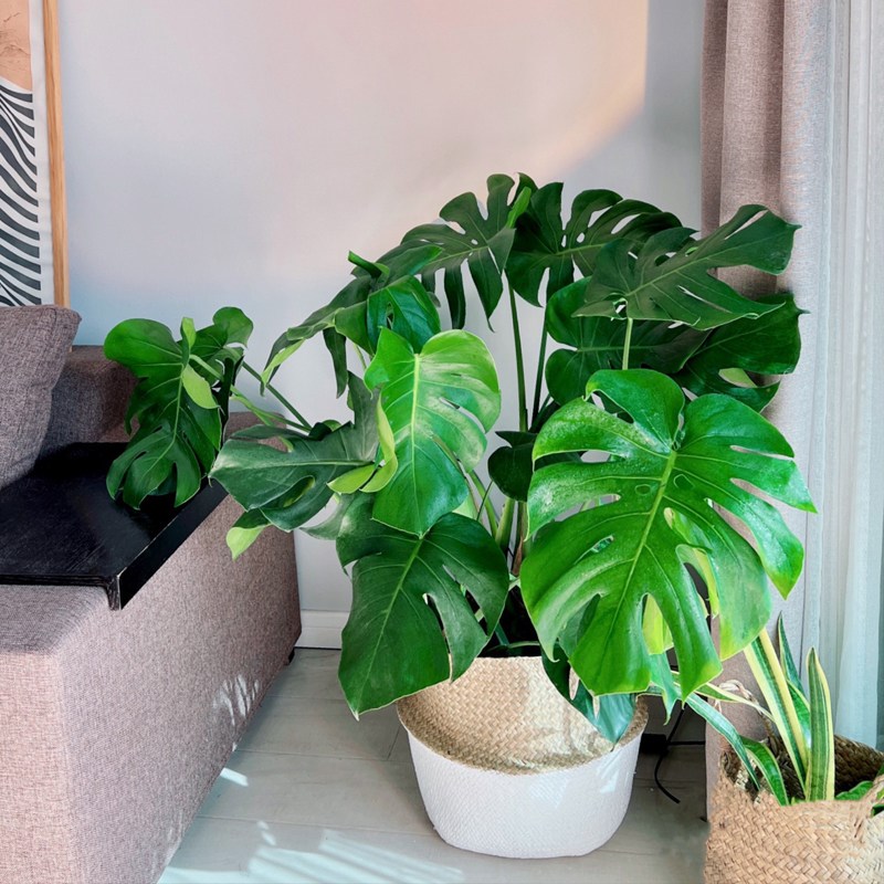 龟背竹客厅大盆栽室内大叶老桩大植物电视柜旁边大型绿植落地卧室