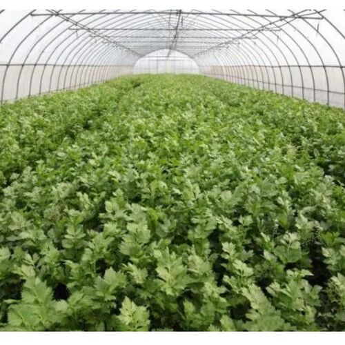 芹菜防倒网防倒伏定型豌豆爬藤网种植网荷兰豆角新型黄瓜韭菜蒜黄
