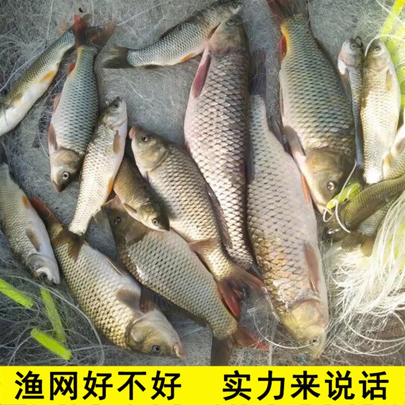 鱼网粘网三层沉网捕渔网加粗三合一扑鲫鱼网黄丝网加重挂网100米2