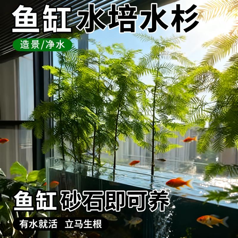 水杉水培苗鱼缸溪流缸造景室内外鱼池水生绿植盆景水草专用种苗