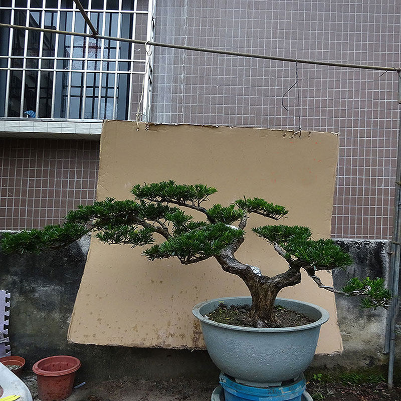 名贵大型雀舌罗汉松盆景树桩庭院室内客厅阳台桌面绿植造型盆栽