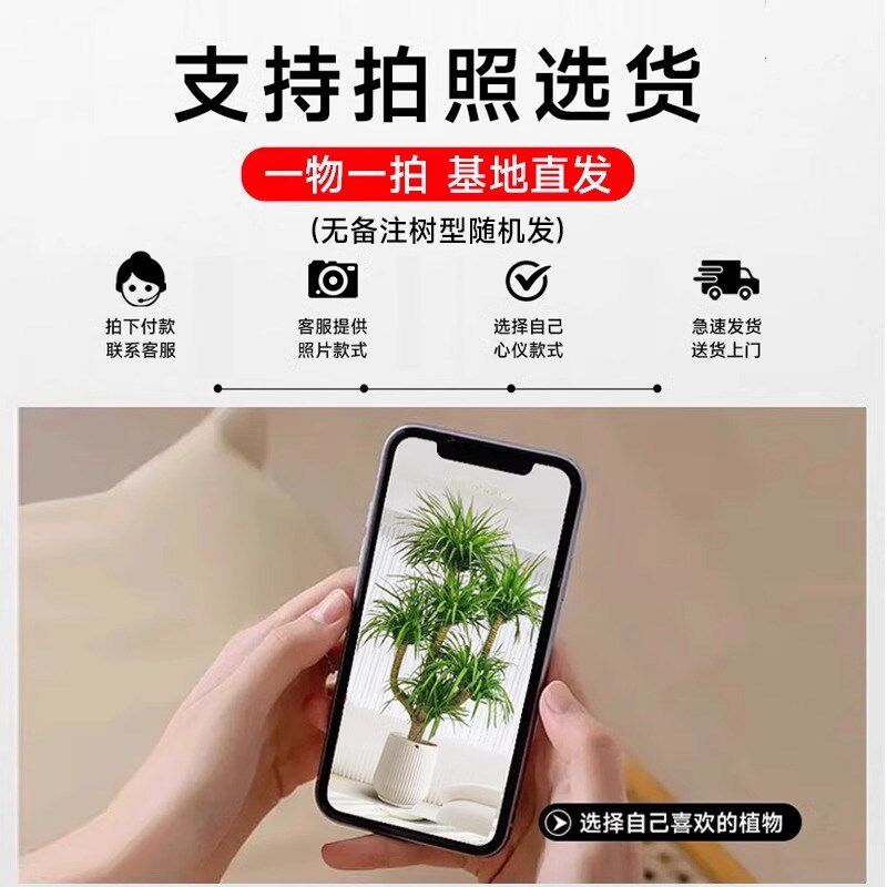龙血树客厅绿植大盆栽多头龙须龙铁树乔迁大型室内落地植物千年木