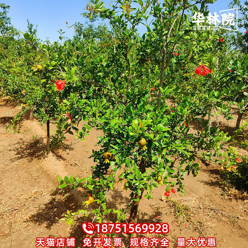 石榴树苗观赏果树别墅庭院风景造景特大树苗花石榴园林绿化工程