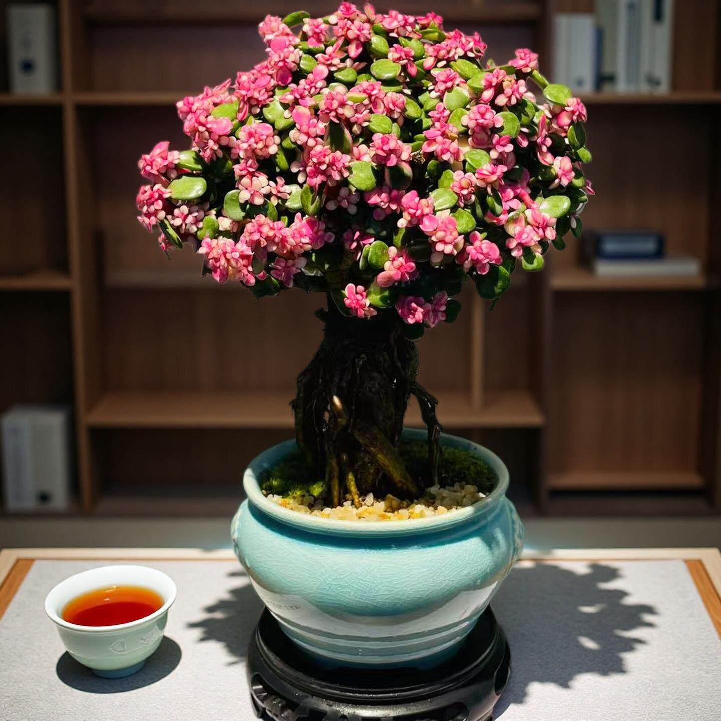 金枝玉叶花卉盆栽室内家居好养绿植玄关桌面摆件四季新品多肉盆景