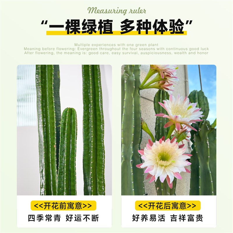 量天尺仙人柱绿植盆栽仙人掌大型植物室内客厅落地多肉禄植好养活