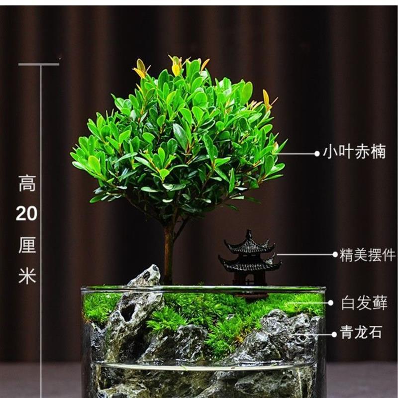 微景观圆缸2026年新款水培植物盆景室内桌面绿植