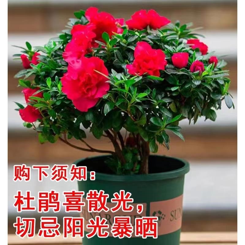 杜鹃花苗盆栽带花苞发货植物大棵好养活阳台室内绿植花卉