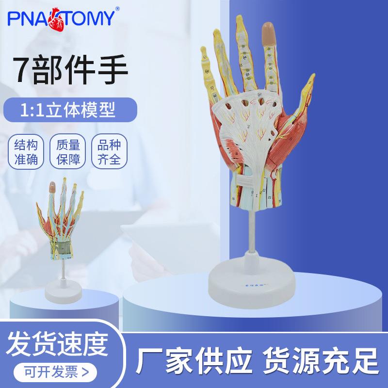 科信可拆卸手肌附主要血管神经模型7部件手骨肌肉教具